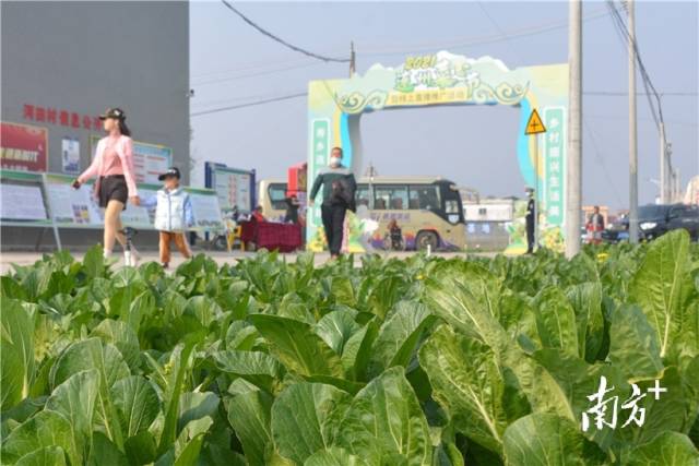 10日，2021連州菜心節(jié)暨線上直播推廣活動在西岸鎮(zhèn)河田村開幕。張曉欣 攝