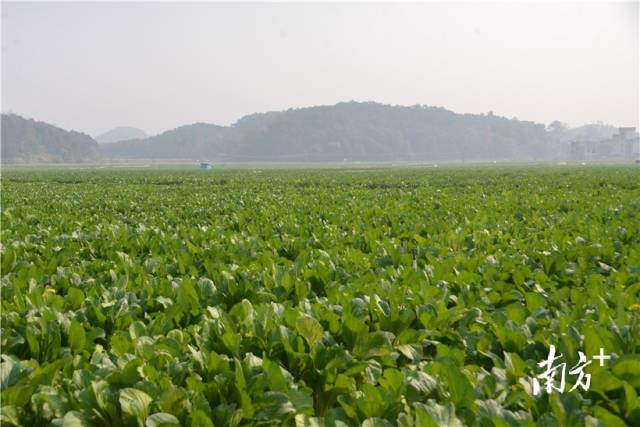 河田蔬菜基地內(nèi)，連片千畝菜心長勢喜人。張曉欣 攝