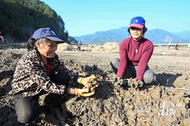 朱崗村水美塘馬蹄種植基地里，村民在采挖馬蹄。張曉欣 攝