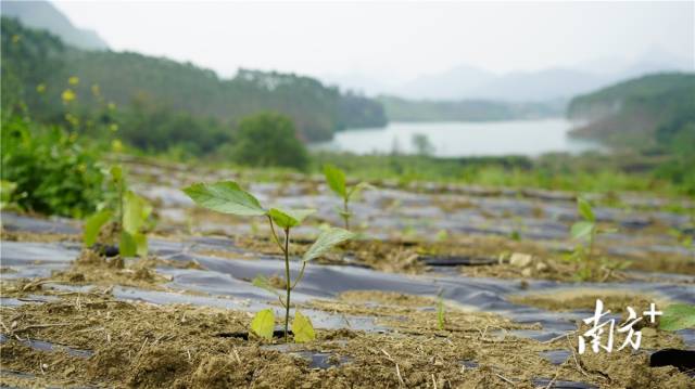 迎風(fēng)搖曳、綠意盎然的五指毛桃種苗。